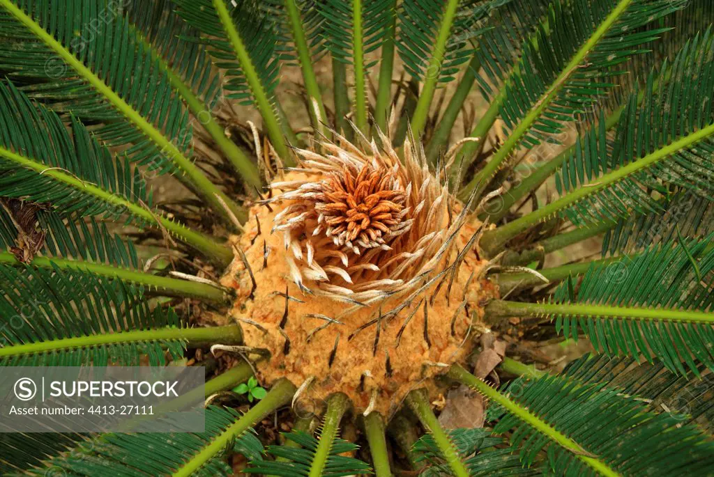 Close up of vegetative system of a Cycad Costa Rica