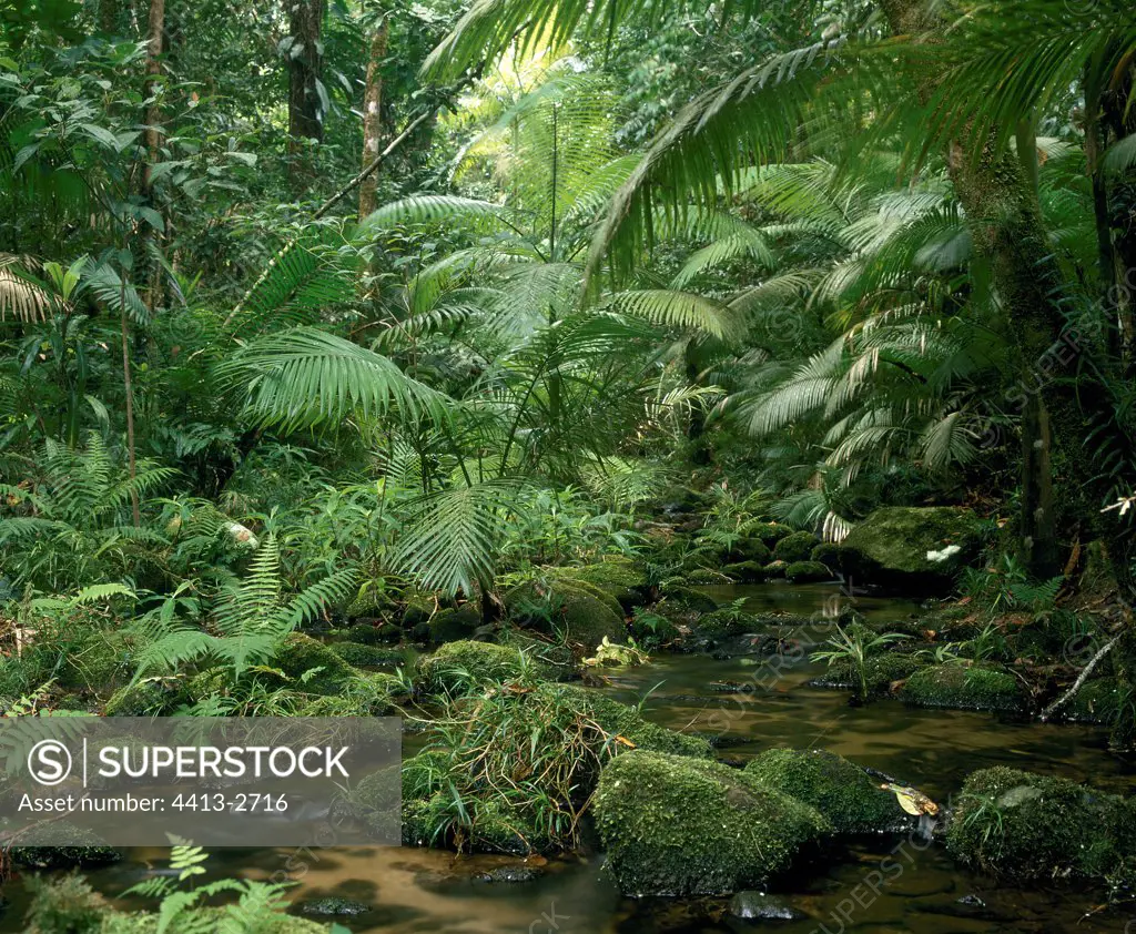 Underwood tropical forest and brook Australia