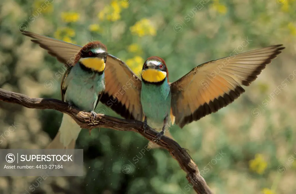 European Bee-eaters Neusiedler SeeNational park Austria