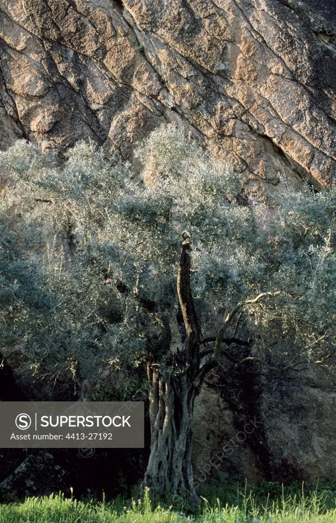 Granite rocks and olive trees Latmos Mount Anatolia Turkey