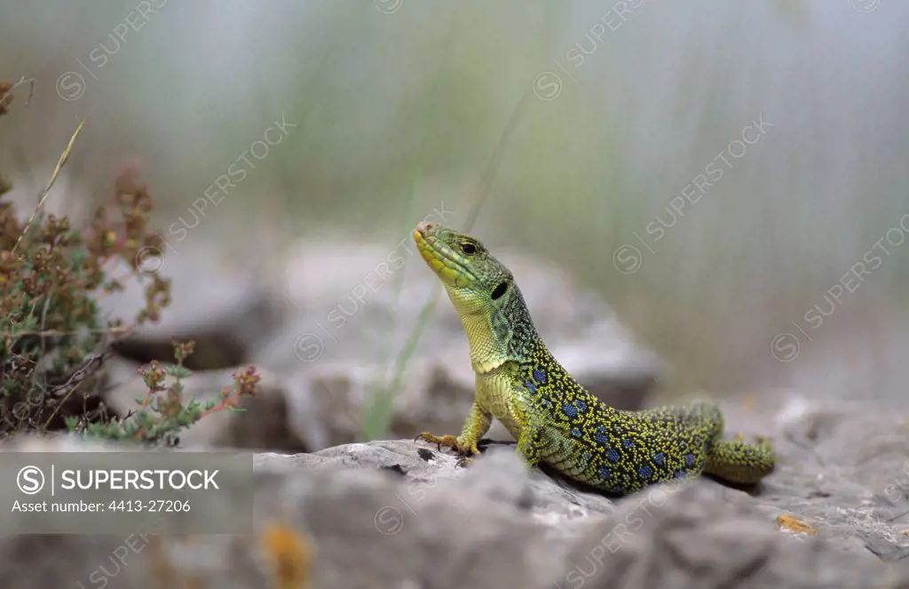 Ocellated Lizard on calcareous rock the Cevennes France