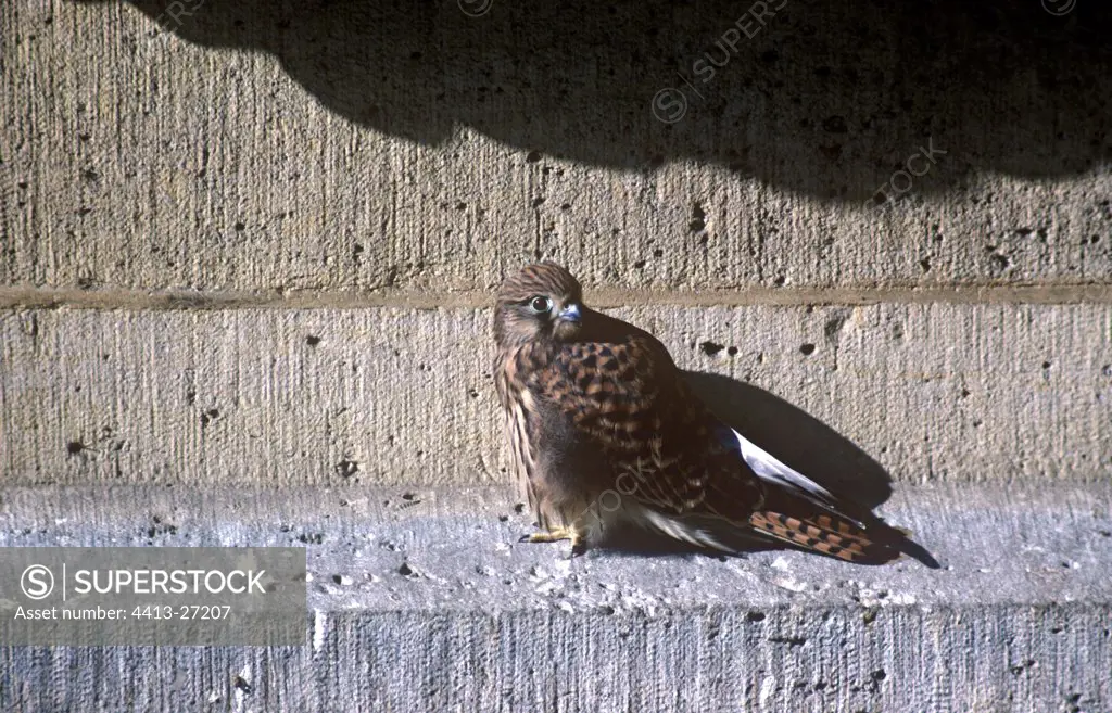 Falcon kestrel posed on a wall Paris France