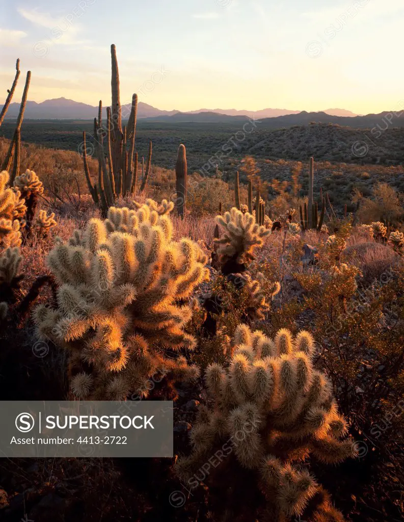 Arid landscape and Cactus Saguaro USA