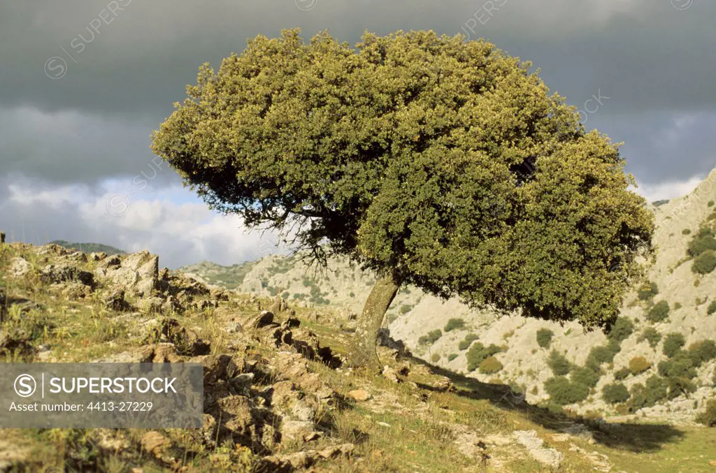 Holly oak Sierra of Grazalema Spain