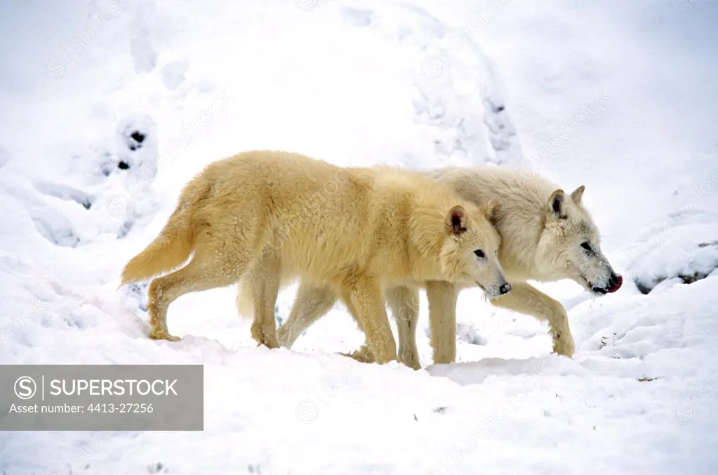 Pair of Wolves of Artique going in snow Alaska