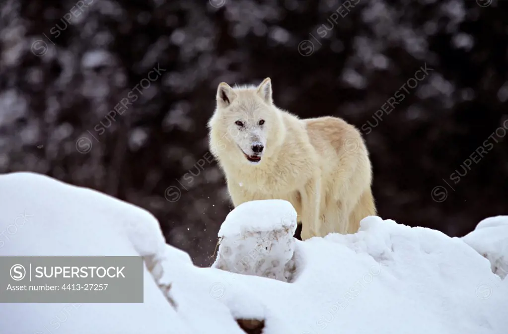 Wolf of Artique in snow Alaska