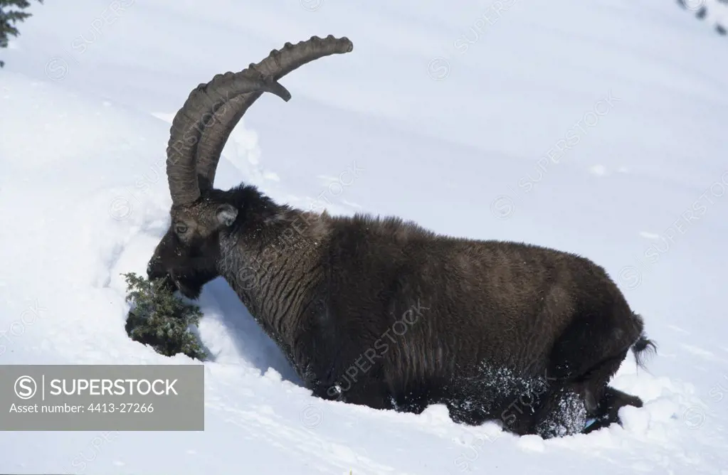 Ibex of the Alps in snow with the PN of Vanoise