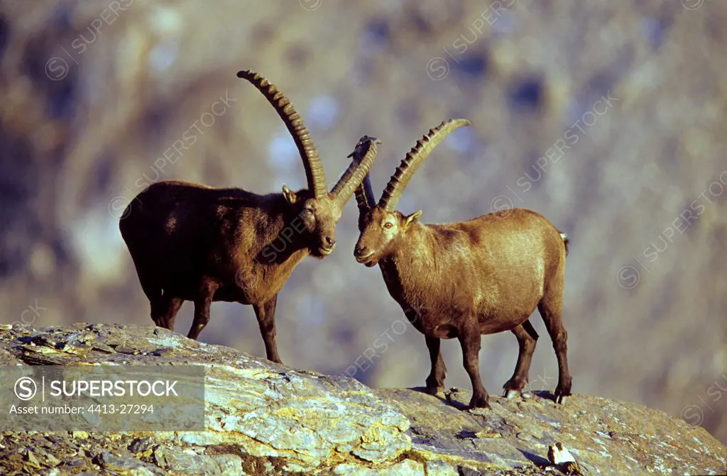Ibexes of the Alps in the National park of Vanoise