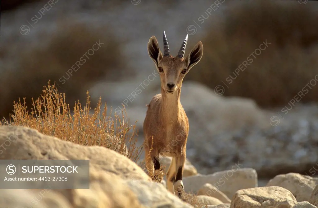 Ibex of nubie in the desert of Judaea in Israel