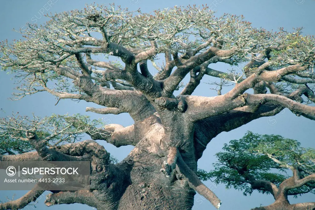 Summit and branches of Baobab Madagascar