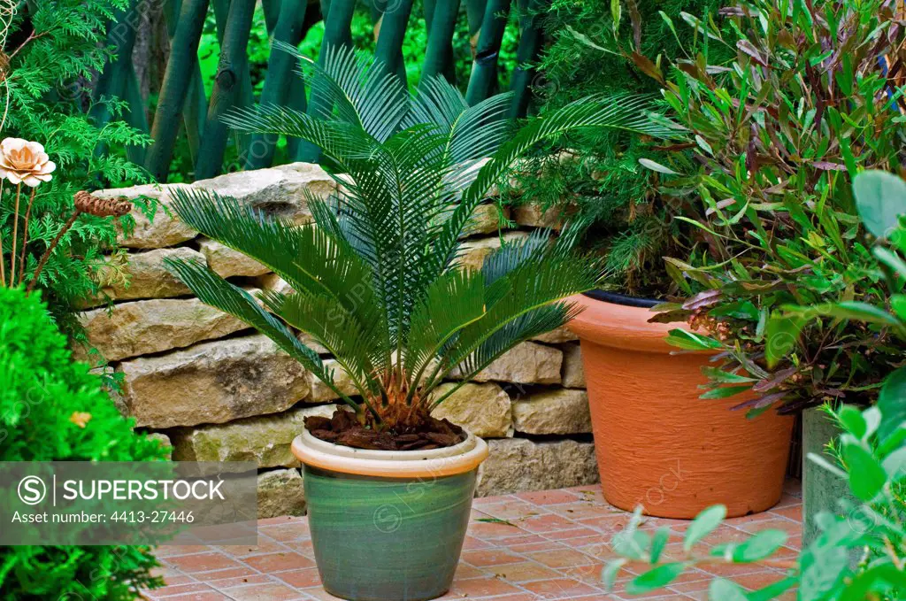 Saga palm on a garden terrace