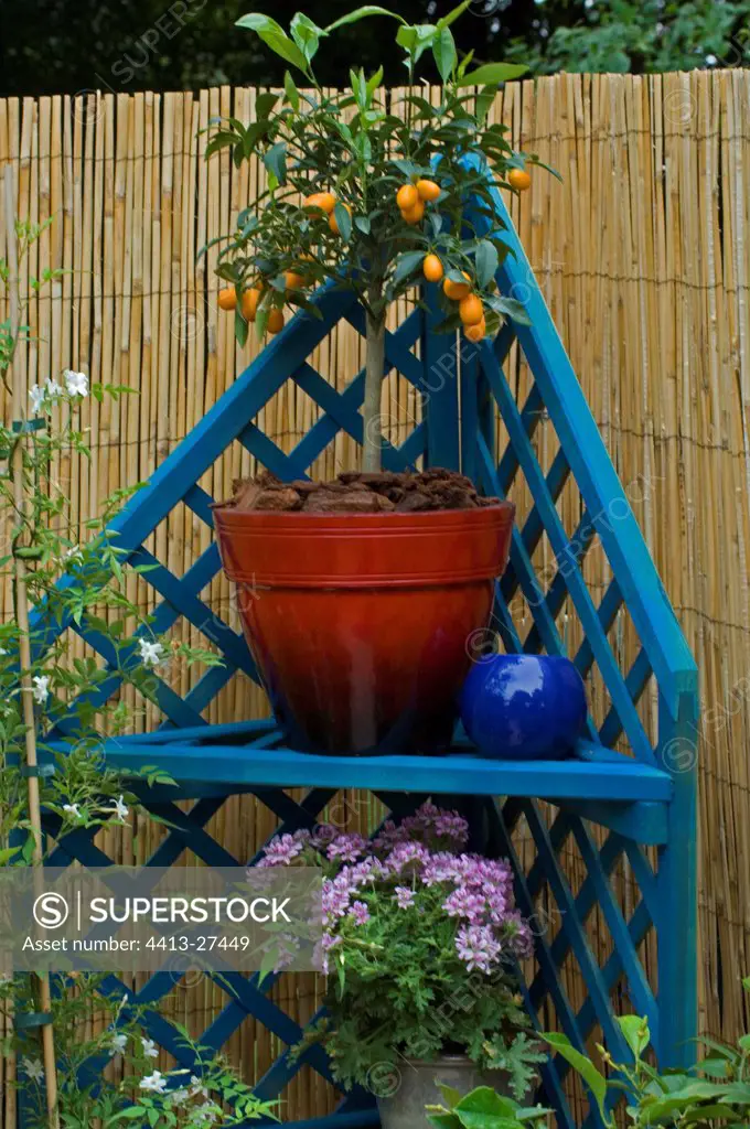 Kumquat on a garden shelves
