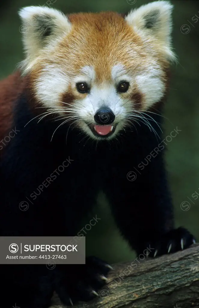 Portrait of a Small panda with Wollong in China