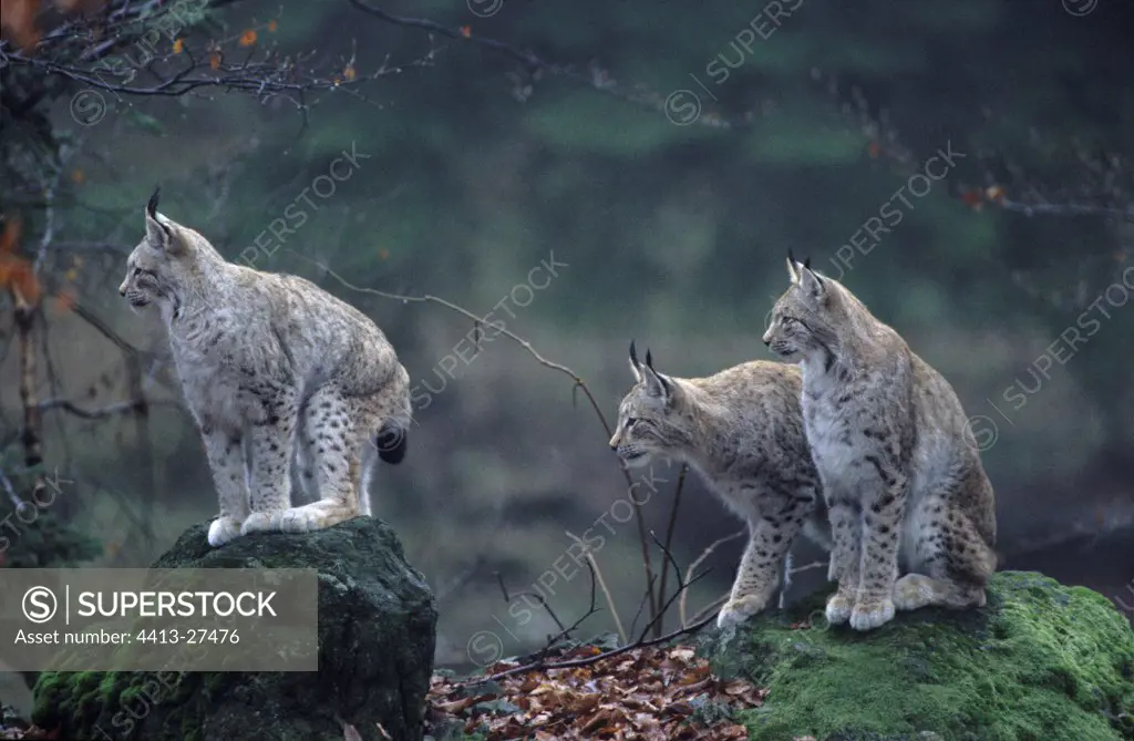 Boreal lynx in captivity in Germany