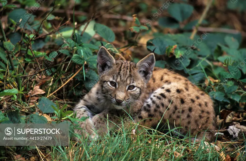 Young boreal Lynx in captivity in Germany