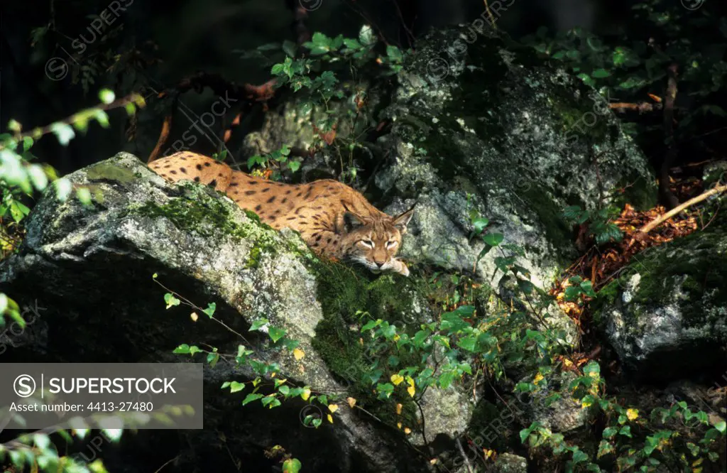 Boreal lynx in a tree in captivity in Germany