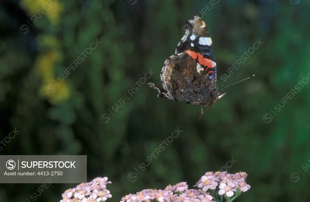 Red Admiral in flight Auvergne France