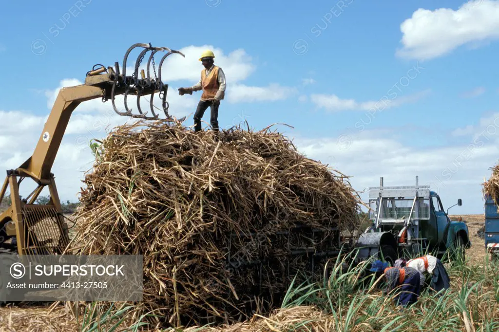 Sugarcane harvest Mauritius