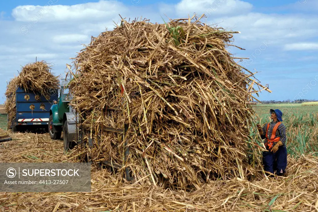 Sugarcane harvest Mauritius