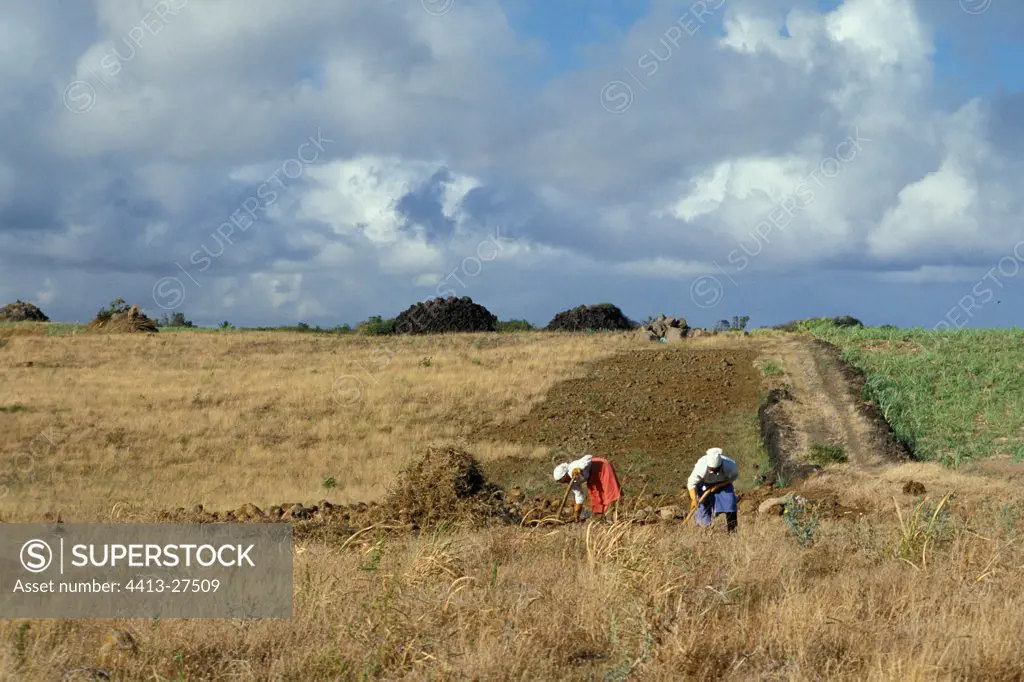 Women working in a field Mauritius