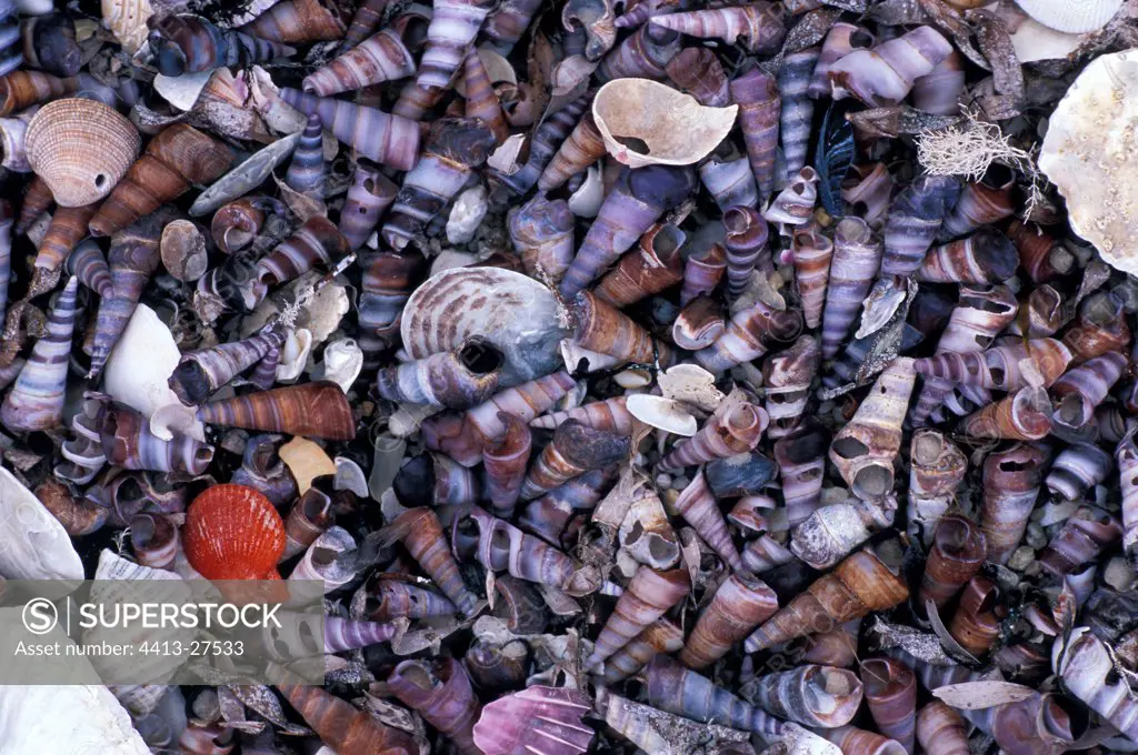 Various shells Tasmania