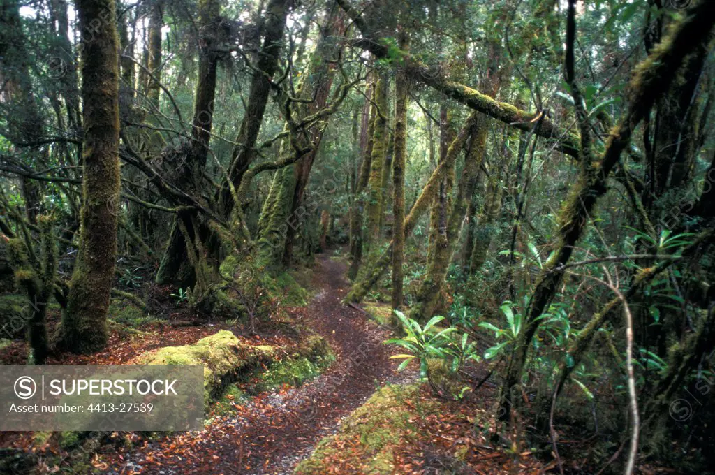 Path in the wet temperate forest Tasmania