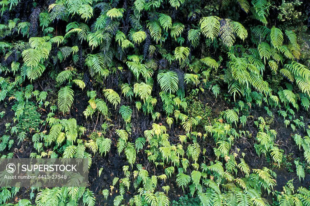 Ferns on a wet cliff New Zealand
