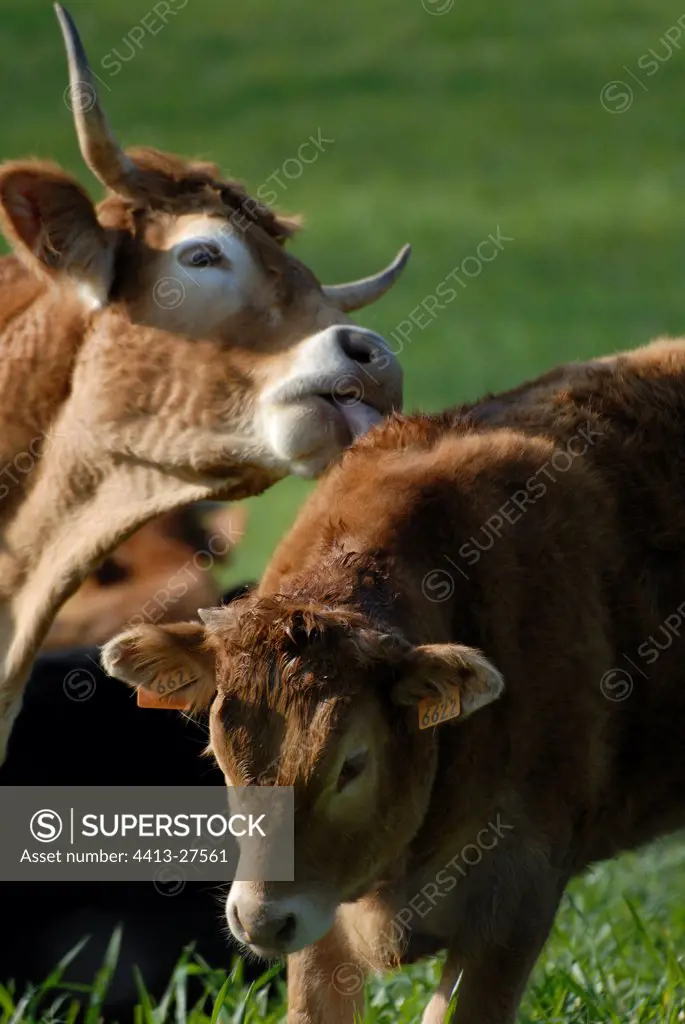 Cow of race aubrac licking its calf in Lozere