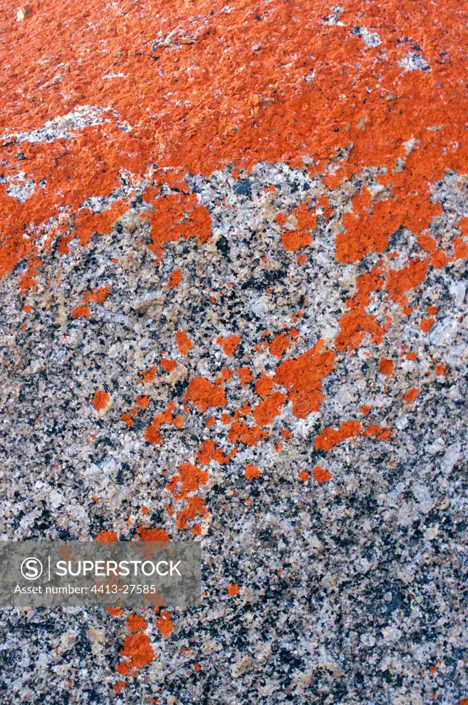 Orange Lichen on granite rock Tasmania