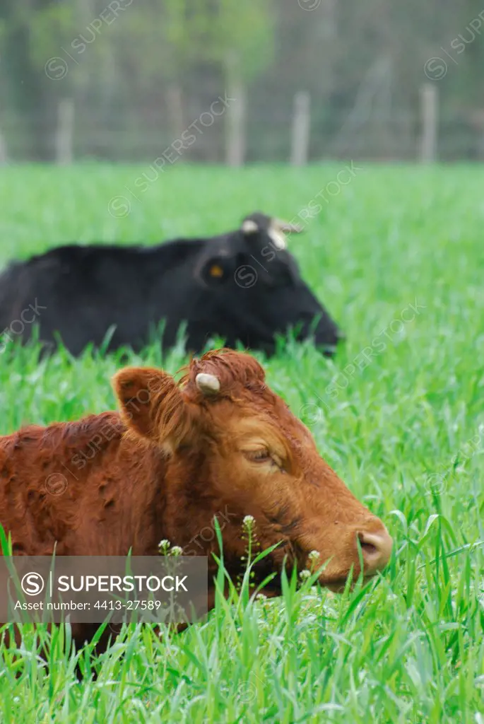 Cow hosltein and cow aubrac in a field in Lozere