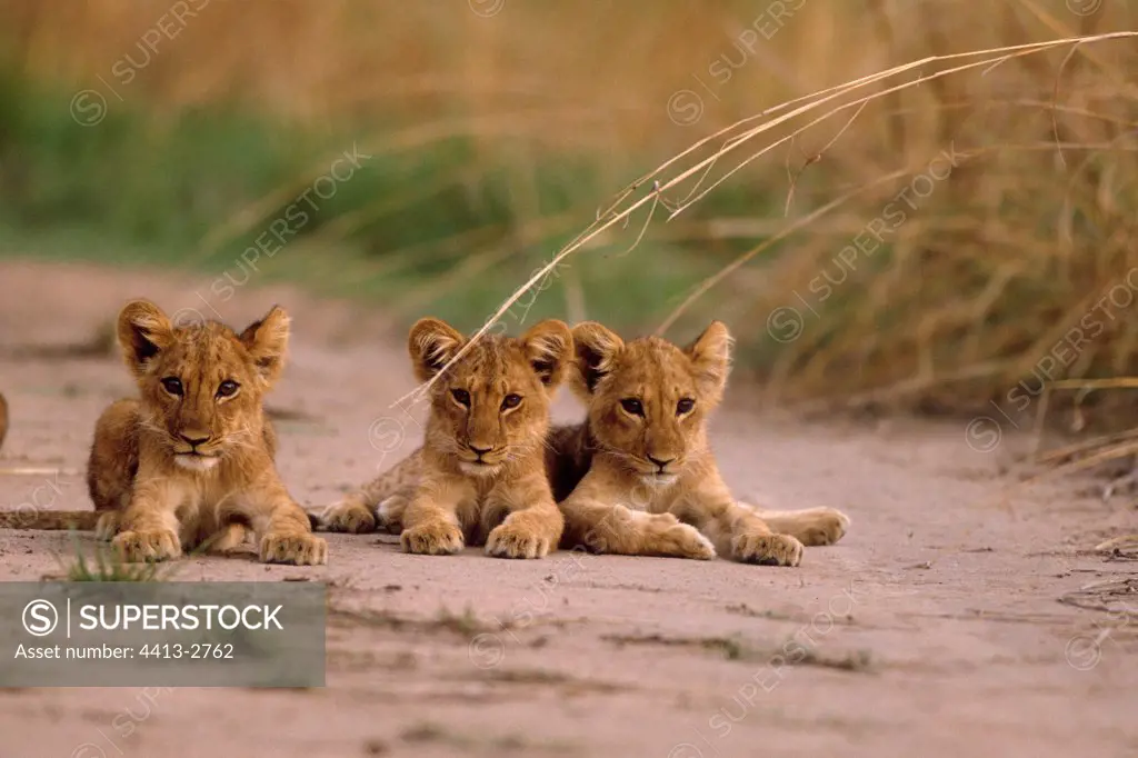 Lion cubs lengthened on road in the savanna Central Africa