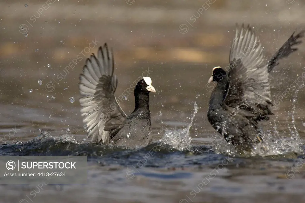 Two male common Coots fighting on the water Germany
