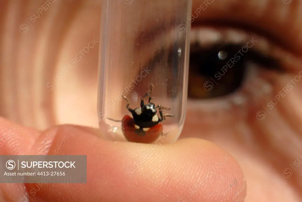 Ladybird in a test tube and eye looking at it