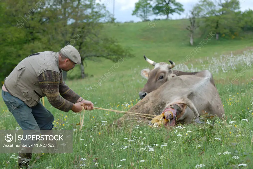 Brown cow calving in the open air and stockbreeder helping it