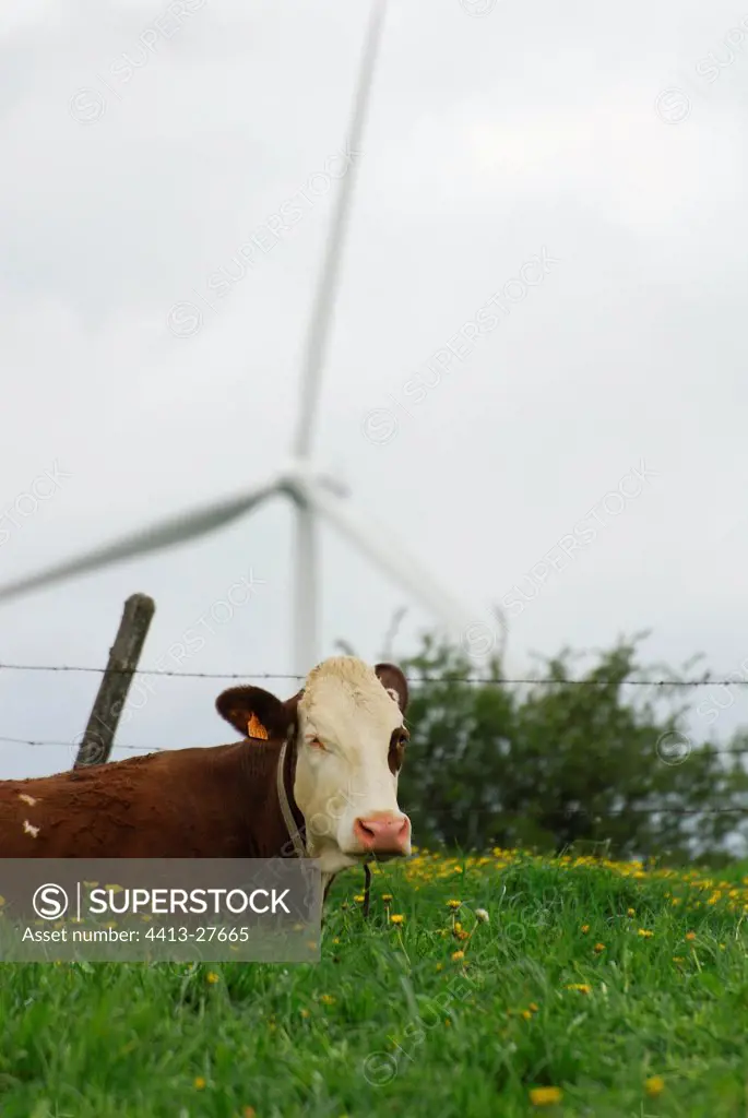 Cow montbeliarde and wind mill in the Cantal