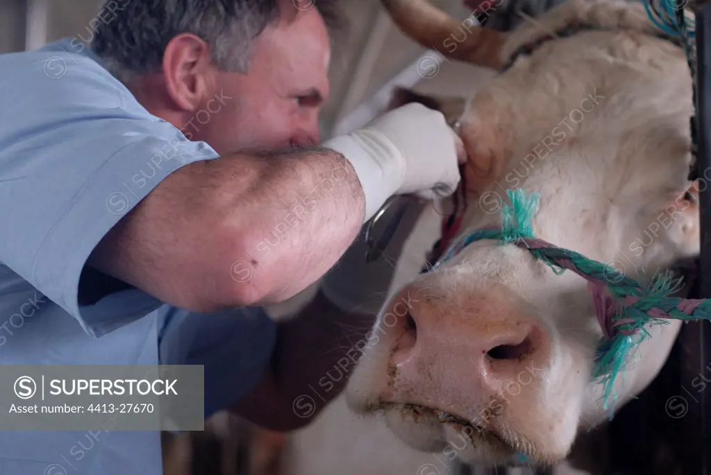 Veterinary surgeon operating an eye of cow montbéliarde