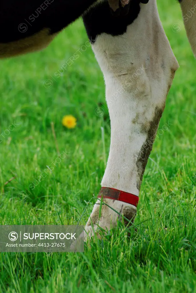 Bandage identification of a treatment on the leg of a cow