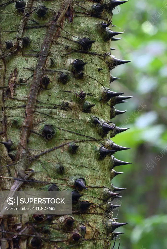Spiny tree trunk Ometepe Island Nicaragua