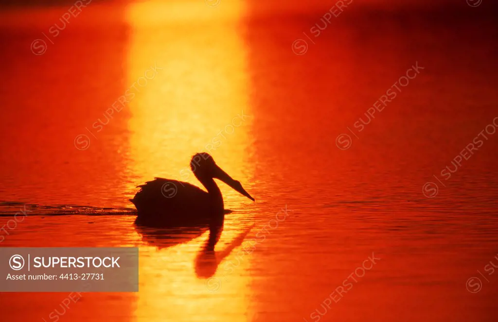 American White Pelican at sunset Sanibel Island Florida USA
