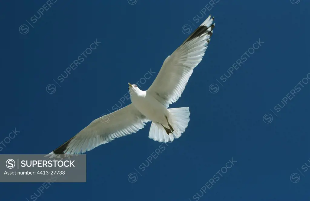 Common Gull in flight Texel Island Netherland