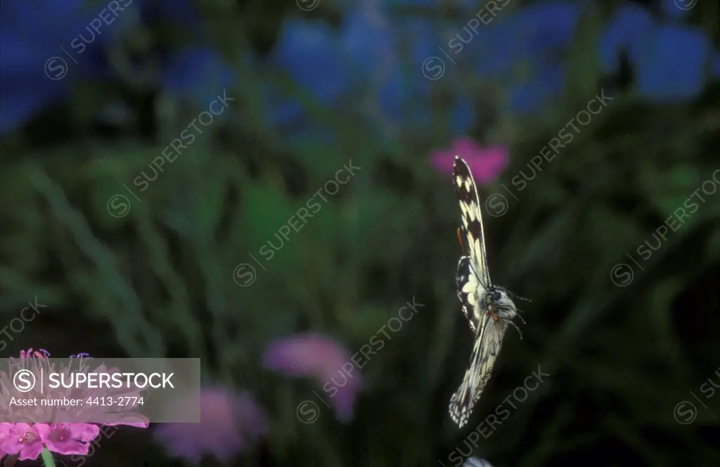 marbled White in flight Auvergne France