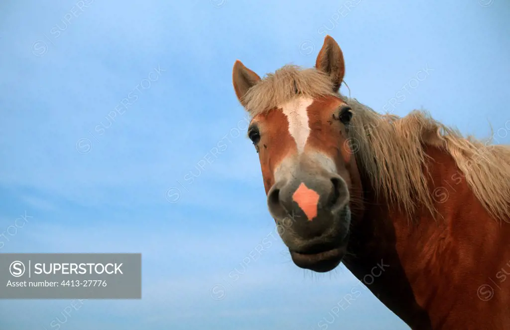 Portrait of Haflinger Pony Bavaria Germany