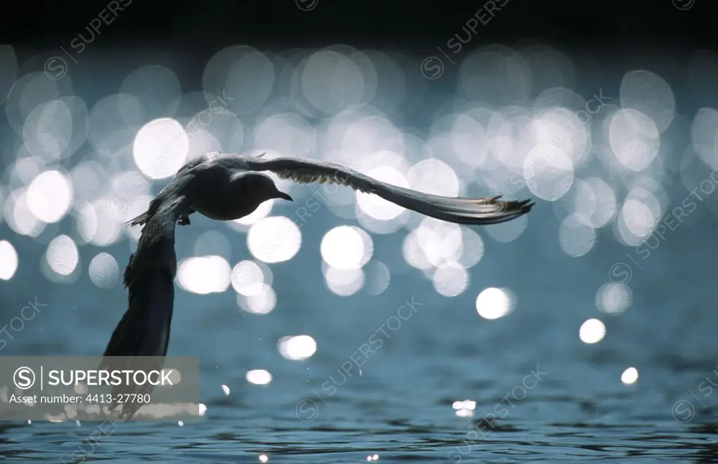 Black-Headed Gull in flight Germany