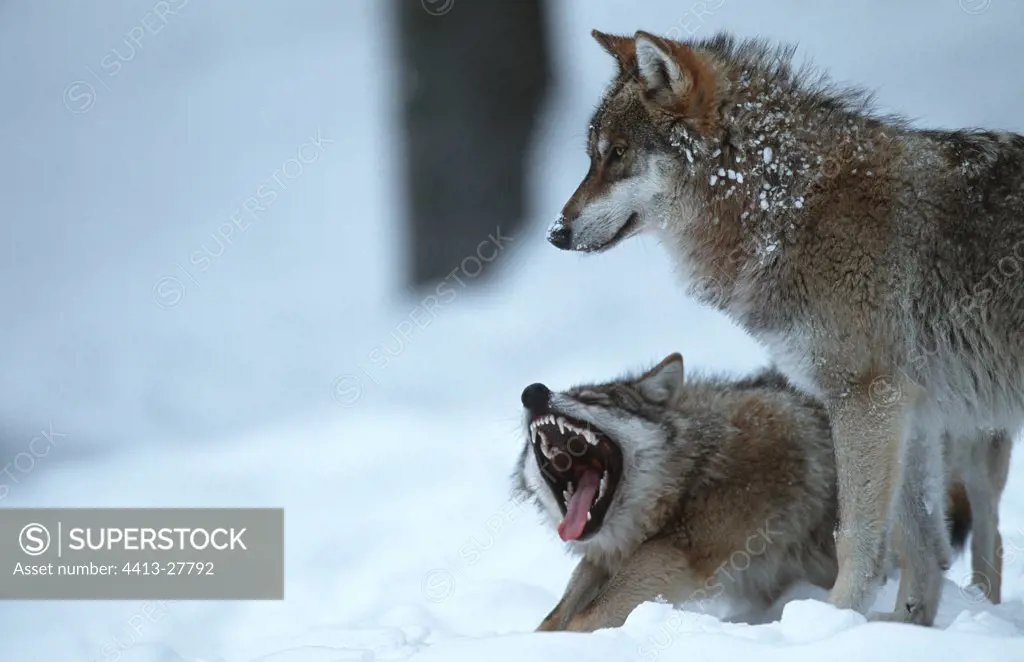 Common Grey Wolves BayerischerWald National park Germany