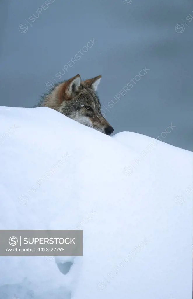 European Wolf in snow BayerischerWald Germany