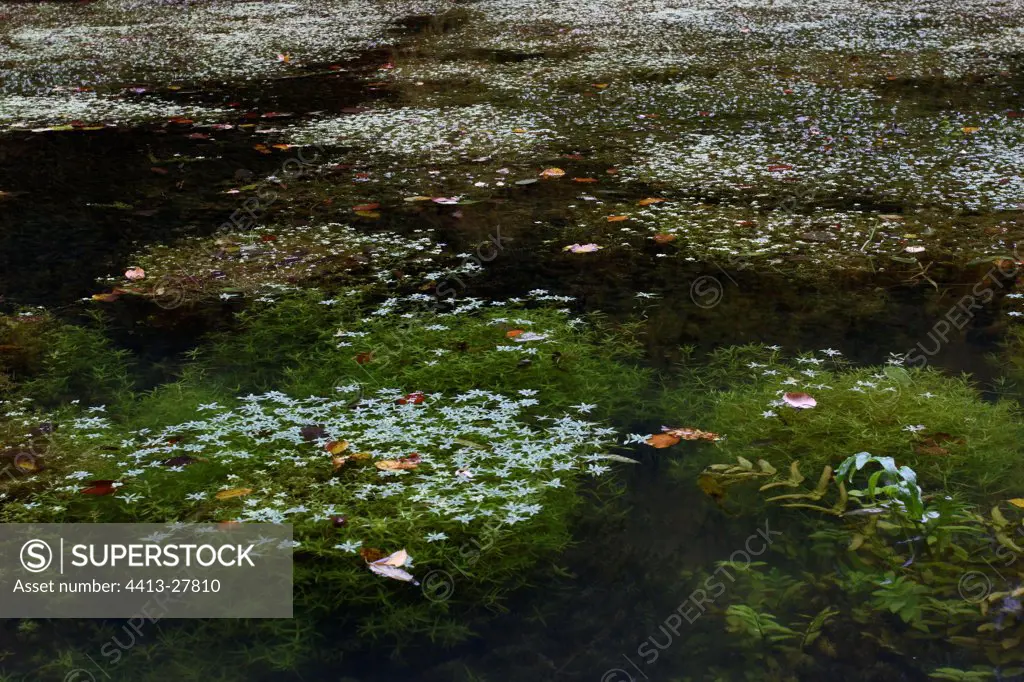Freshwater plants invading a pond France