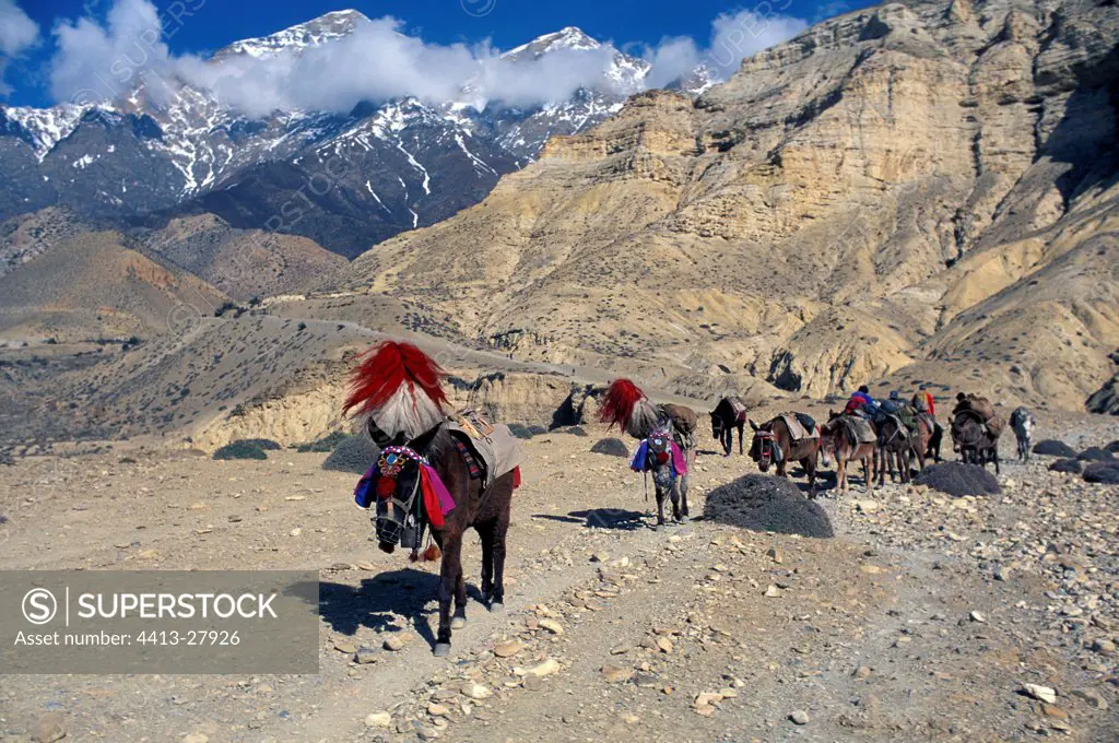 Caravan of Horses climbing up the mountain Mustang Nepal
