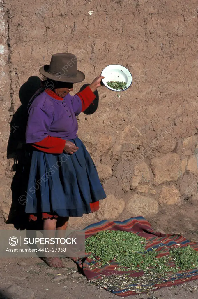 Woman selling Coca leaves Cuzco Region Peru