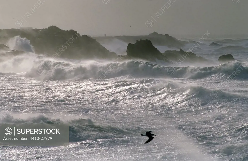 Waves during a storm Quiberon France