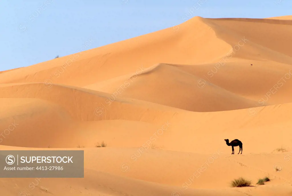 Dunes of the Erg Chebbi Morocco
